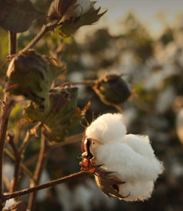 Blog_busting_the_thread_count_myth_7.jpg