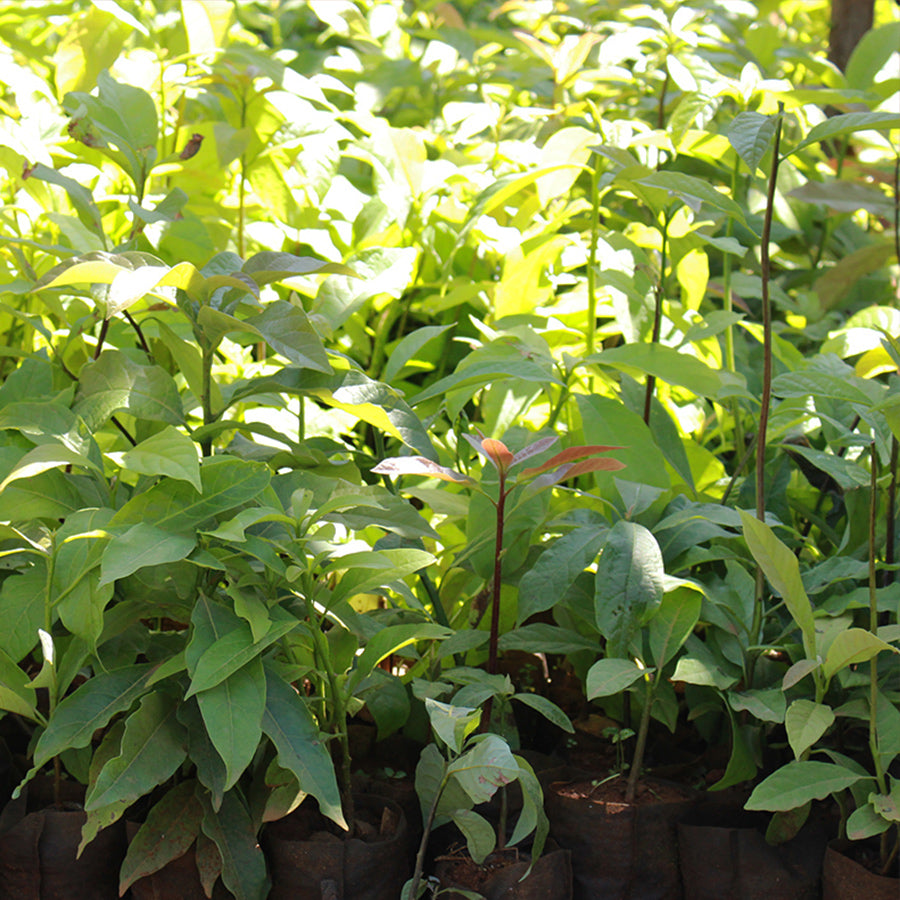 One Tree Planted For Every Order