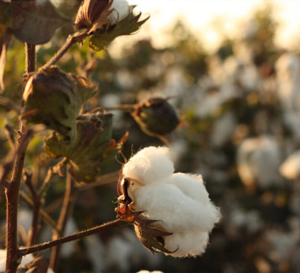 Close Up Of An Organic Cotton Plant Bud On A Sustainable Fairtrade Cotton Farm | Dip &amp; Doze
