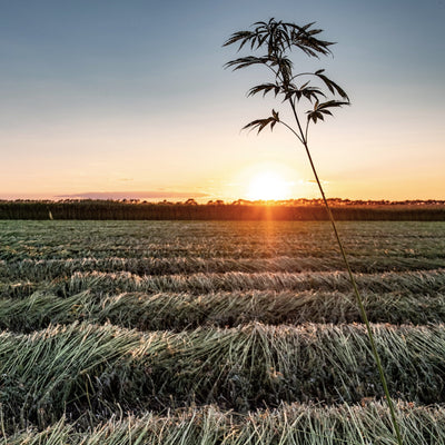 Our Conscious Approach | Close Up Of Sustainable Hemp Field With Sunset | Dip & Doze