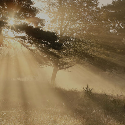 Our Philosophy | Close Up Of Morning Light Spilling Through The Leaves Of Trees In An Autumnal Forest | Dip & Doze