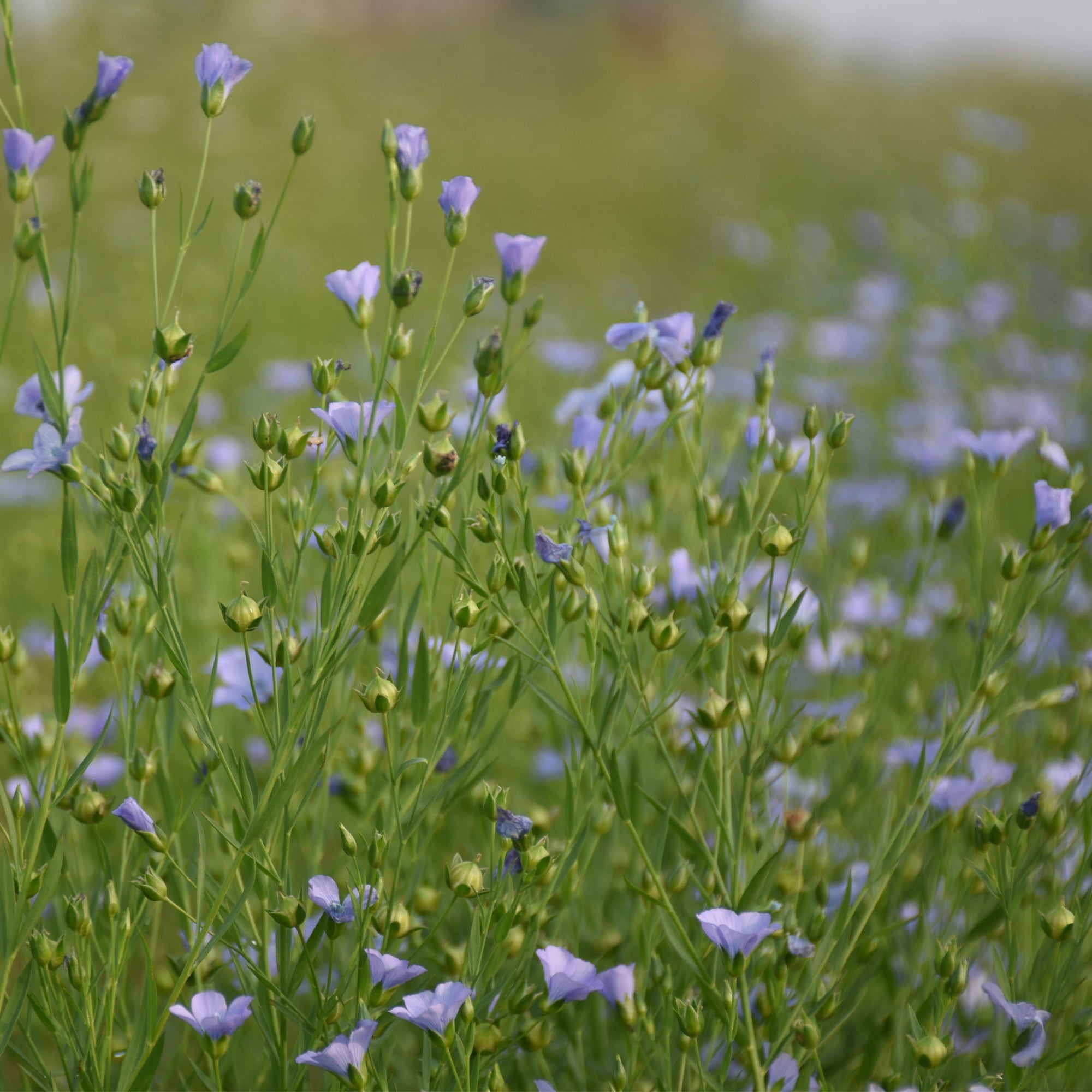 The Finest Quality Natural Linen