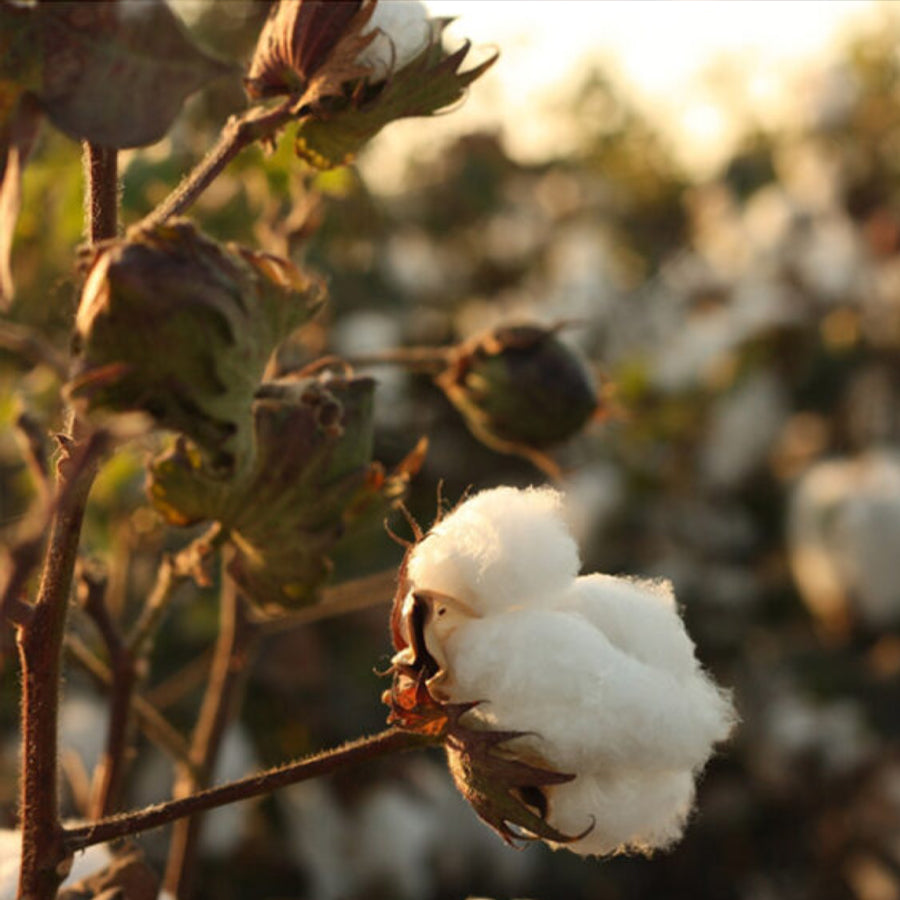 The Finest Quality, Hand-Picked Organic Cotton