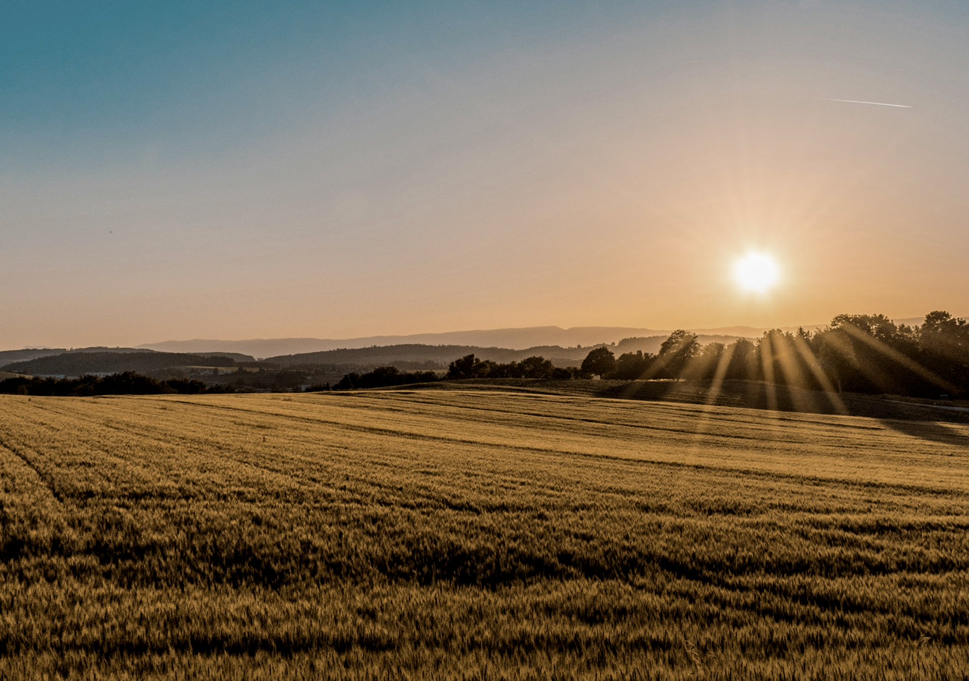 Hemp Farm Field In Europe With A Sun Setting In The Sky | Dip &amp; Doze