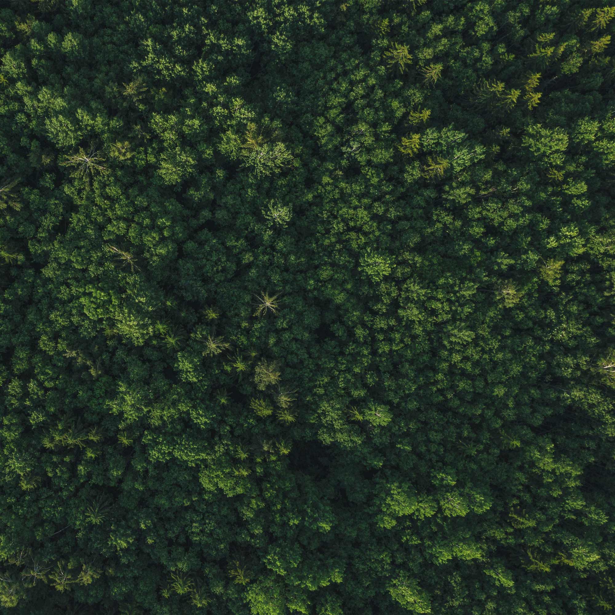 One Tree Planted For Every Order